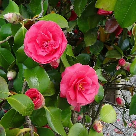 Σπίτι διακοπών La Vente *